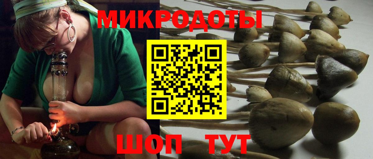 Псилоцибиновые грибы Cubensis Королёв